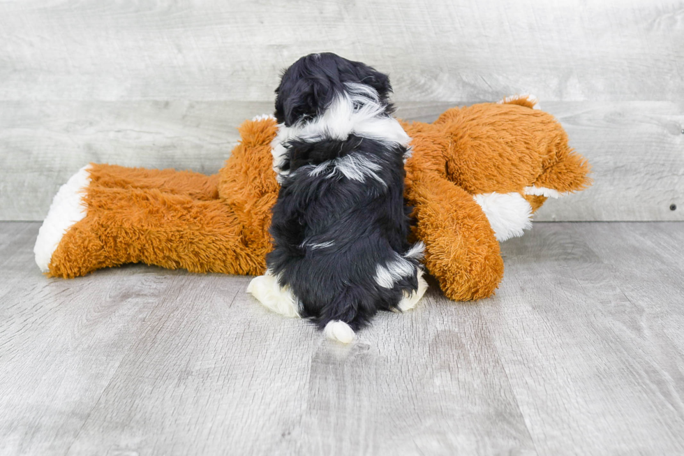 Playful Havanese Purebred Pup