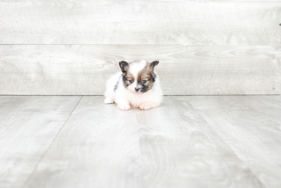 Akc Registered Pomeranian Purebred Pup