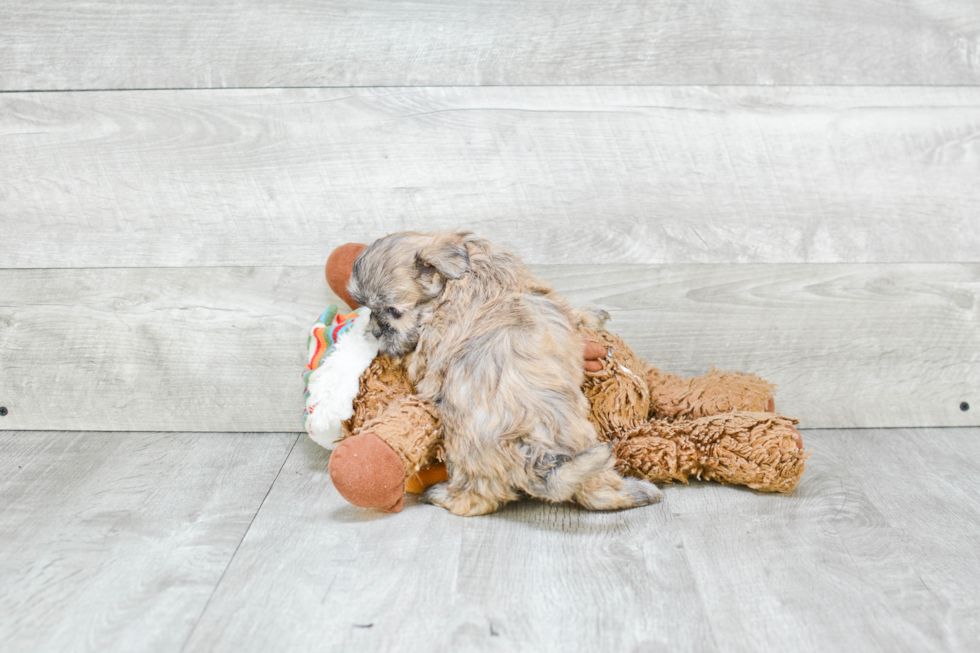 Fluffy Teddy Bear Designer Pup