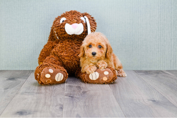 Maltipoo Pup Being Cute