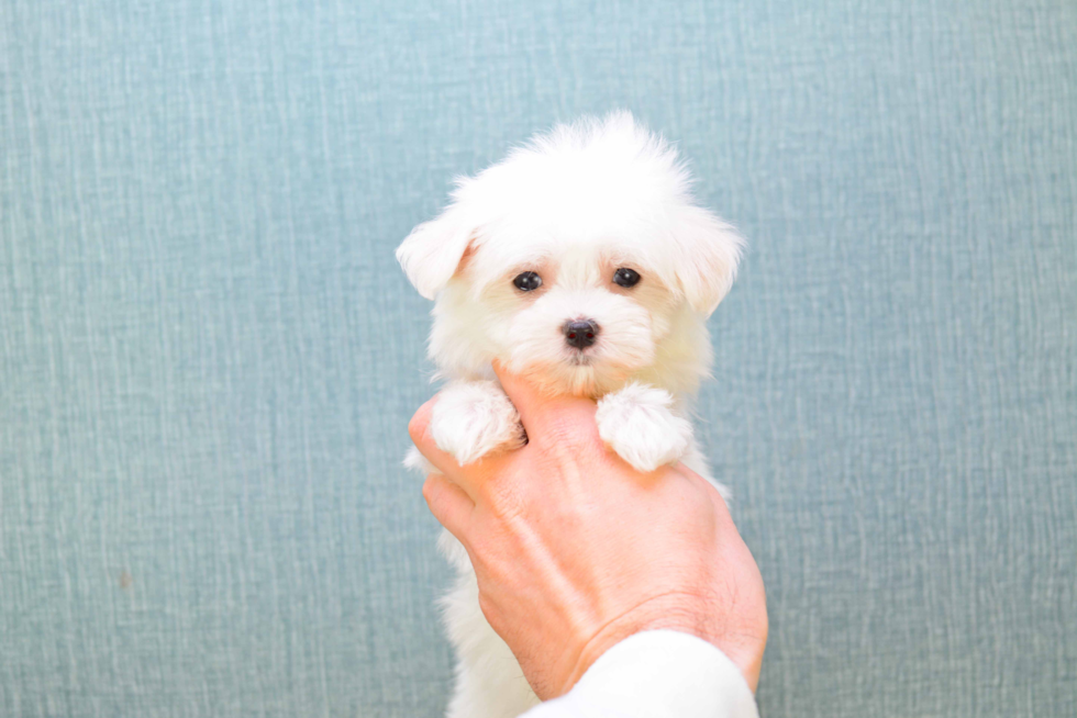 Playful Maltese Baby