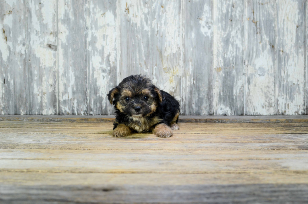 Petite Yorkie Poo Poodle Mix Pup