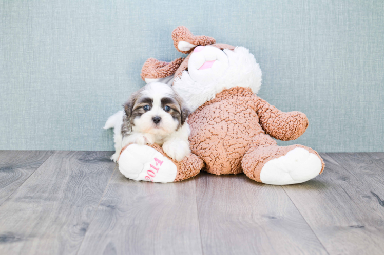 Little Shichon Designer Puppy