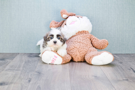 Little Shichon Designer Puppy