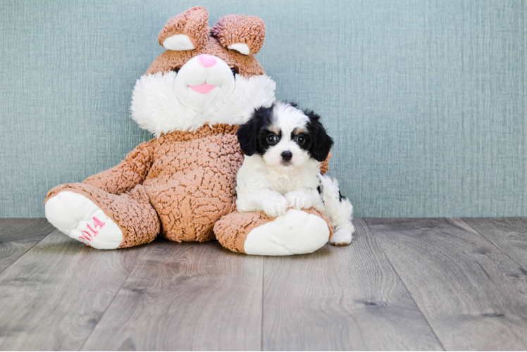 Cavachon Puppy for Adoption