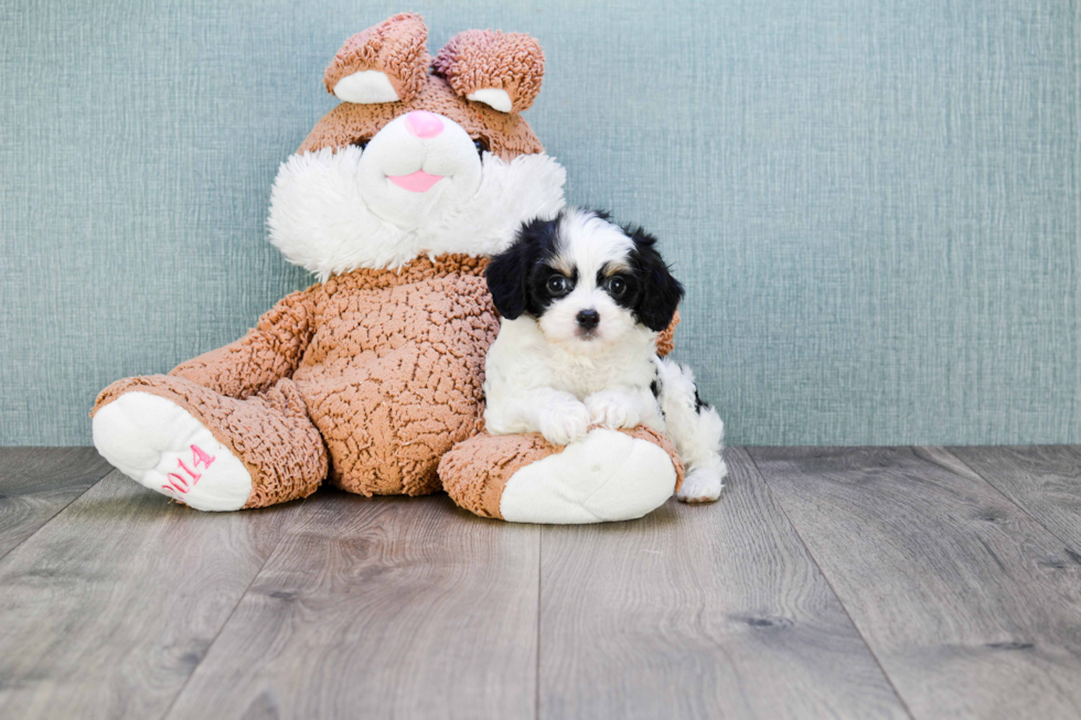 Cavachon Puppy for Adoption