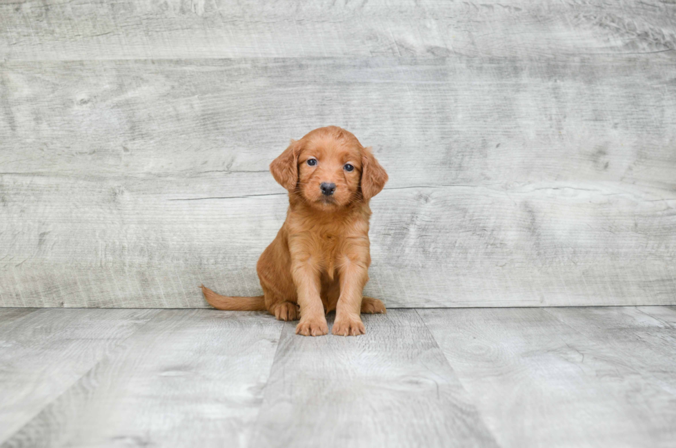 Cute Mini Goldendoodle Baby