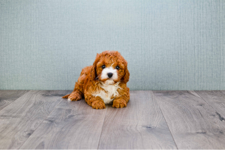 Cute Cavapoo Baby