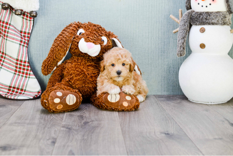 Adorable Maltese Poodle Poodle Mix Puppy