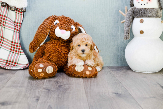 Adorable Maltese Poodle Poodle Mix Puppy