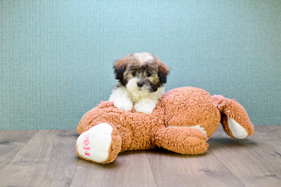 Havanese Pup Being Cute