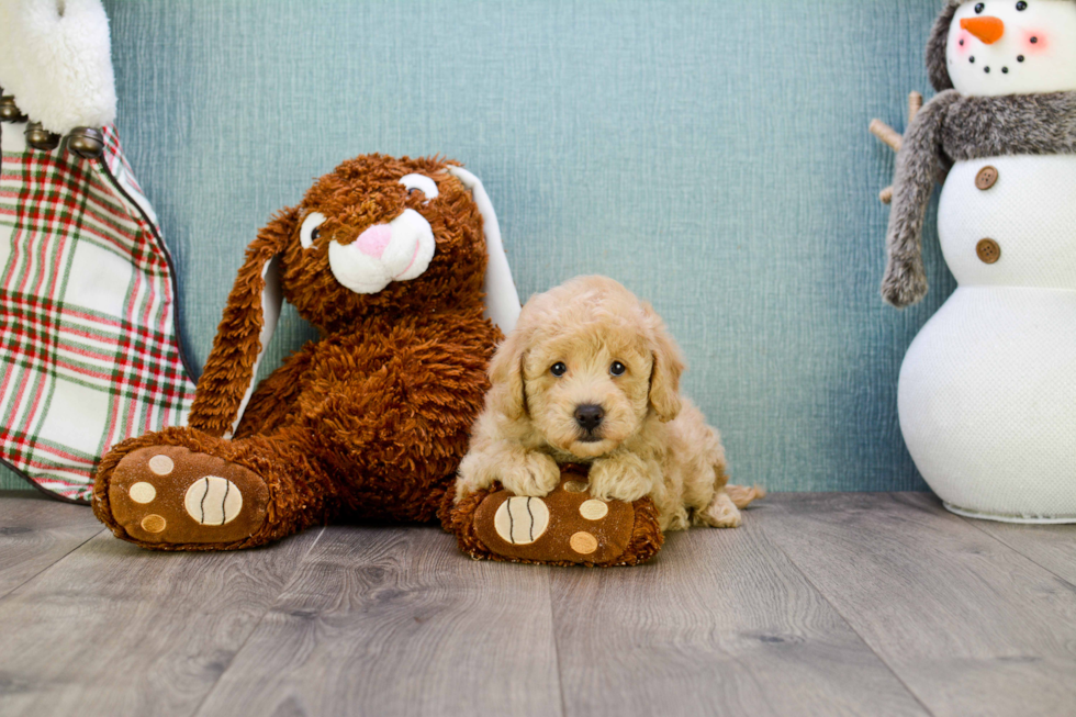 Best Cavapoo Baby