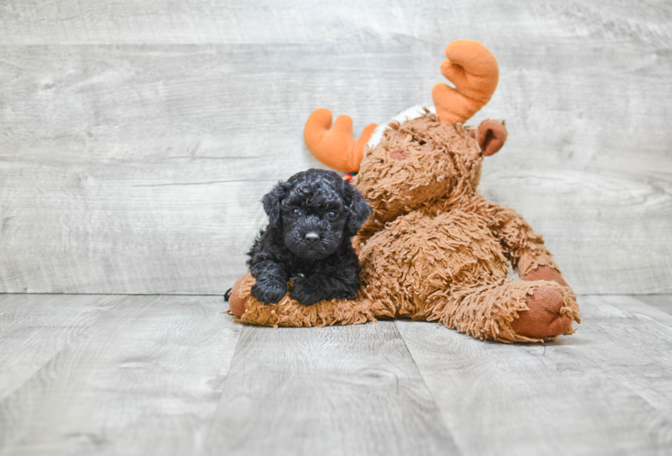 Cute Havanese Purebred Puppy