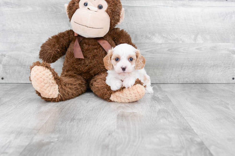 Energetic Cavoodle Poodle Mix Puppy