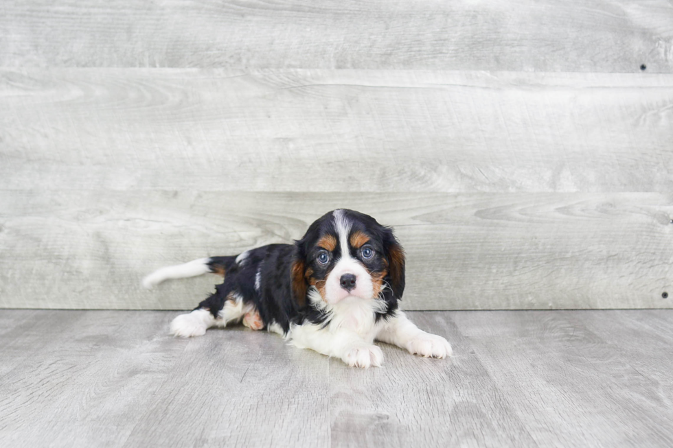 Akc Registered Cavalier King Charles Spaniel Baby