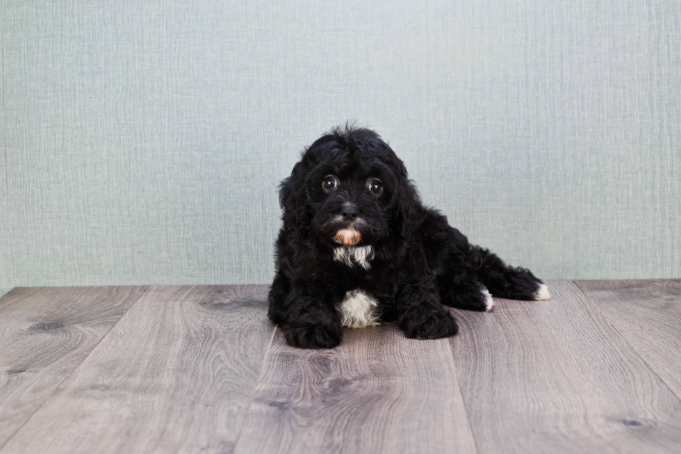 Cavapoo Pup Being Cute