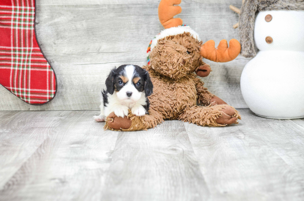 Sweet Cavalier King Charles Spaniel Purebred Puppy