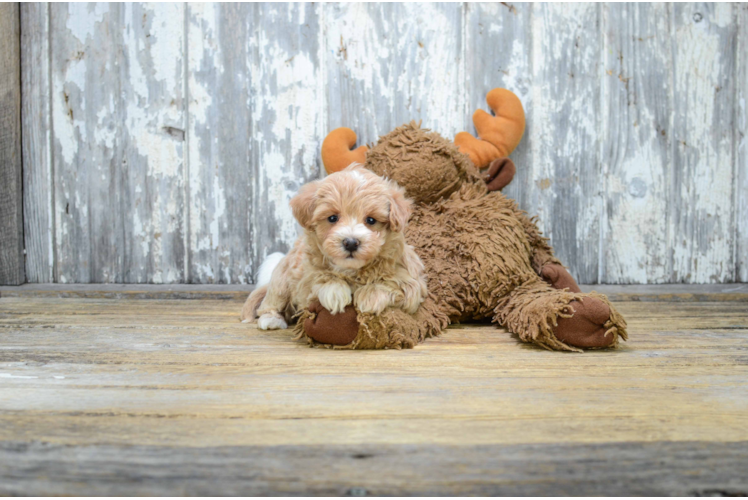 Energetic Maltese Poodle Poodle Mix Puppy