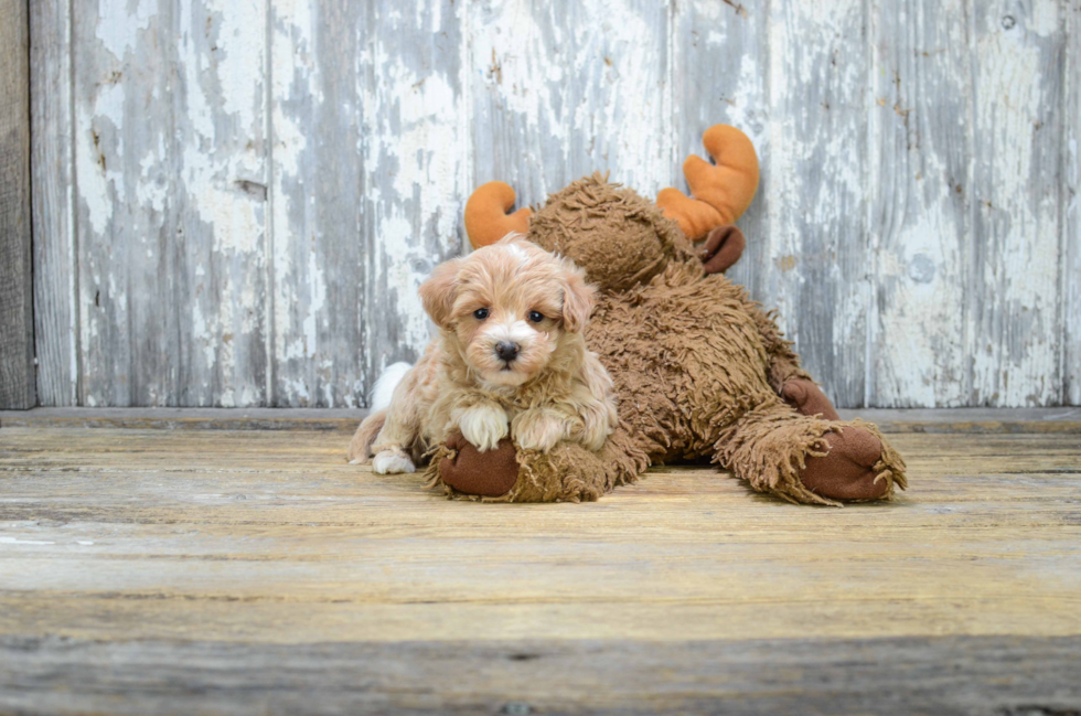 Energetic Maltese Poodle Poodle Mix Puppy