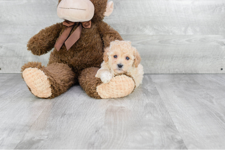 Maltipoo Pup Being Cute