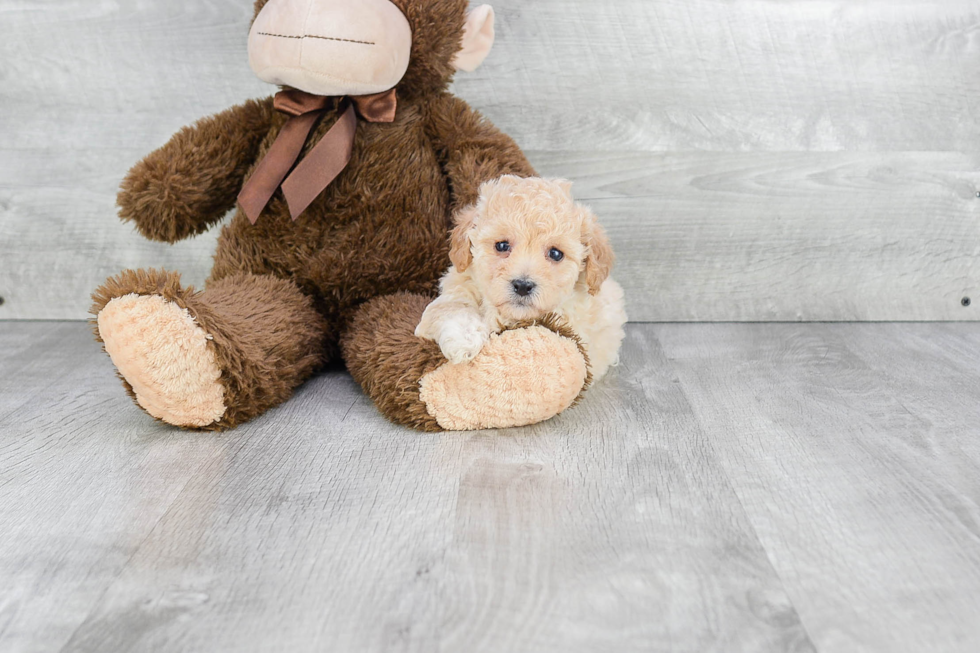 Maltipoo Pup Being Cute
