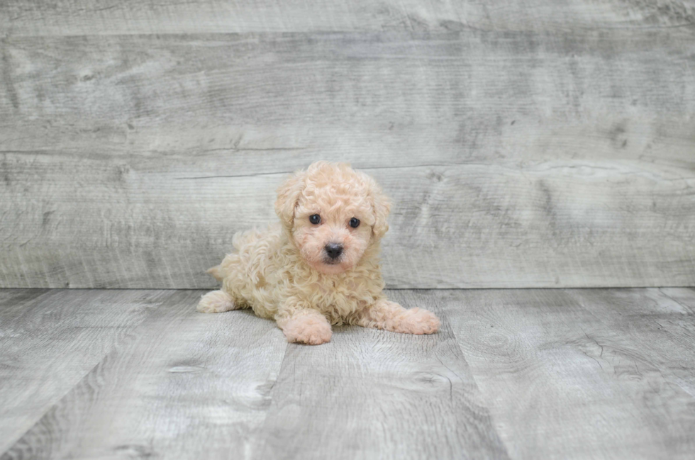 Best Cavapoo Baby