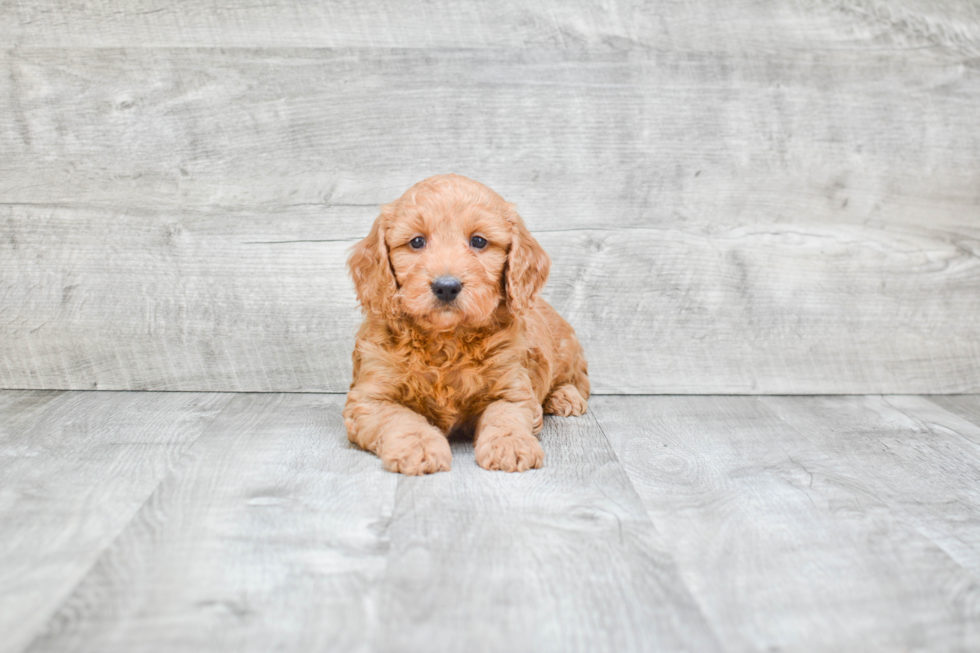 Playful Golden Retriever Poodle Mix Puppy