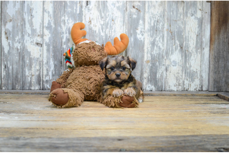 Shorkie Pup Being Cute