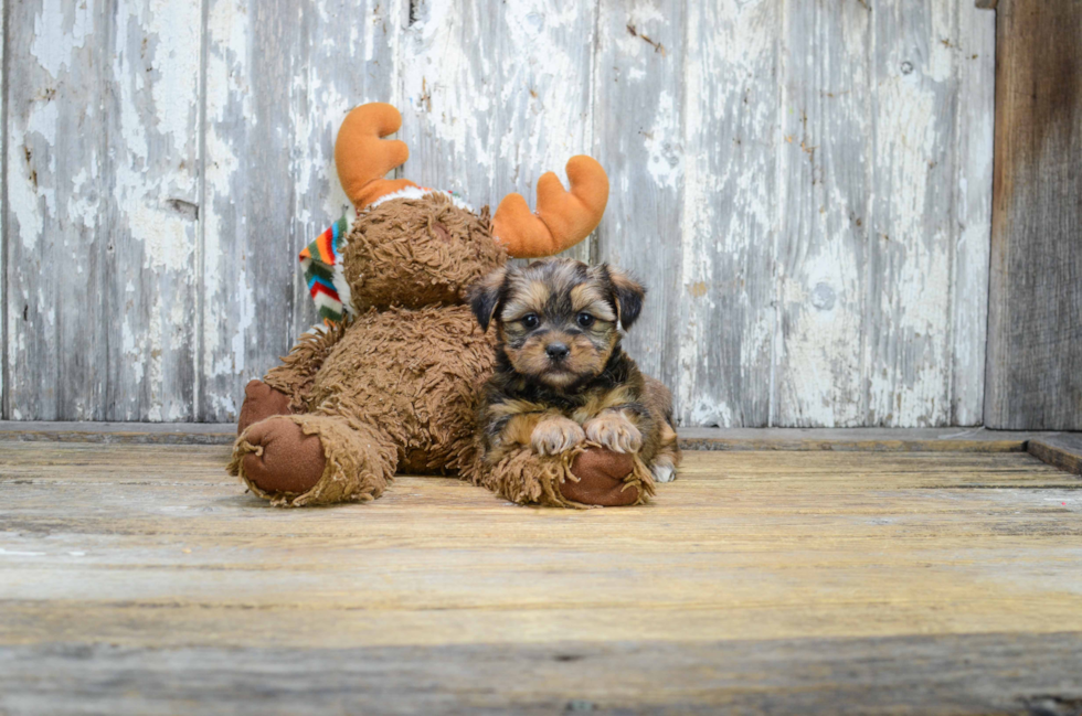 Shorkie Pup Being Cute