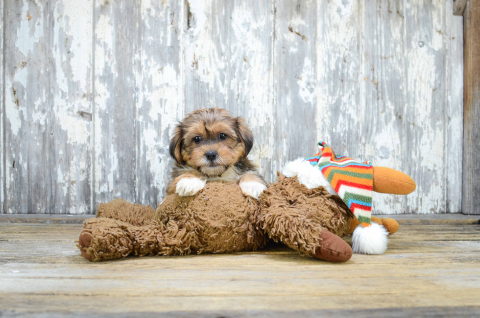 Funny Shorkie Designer Pup