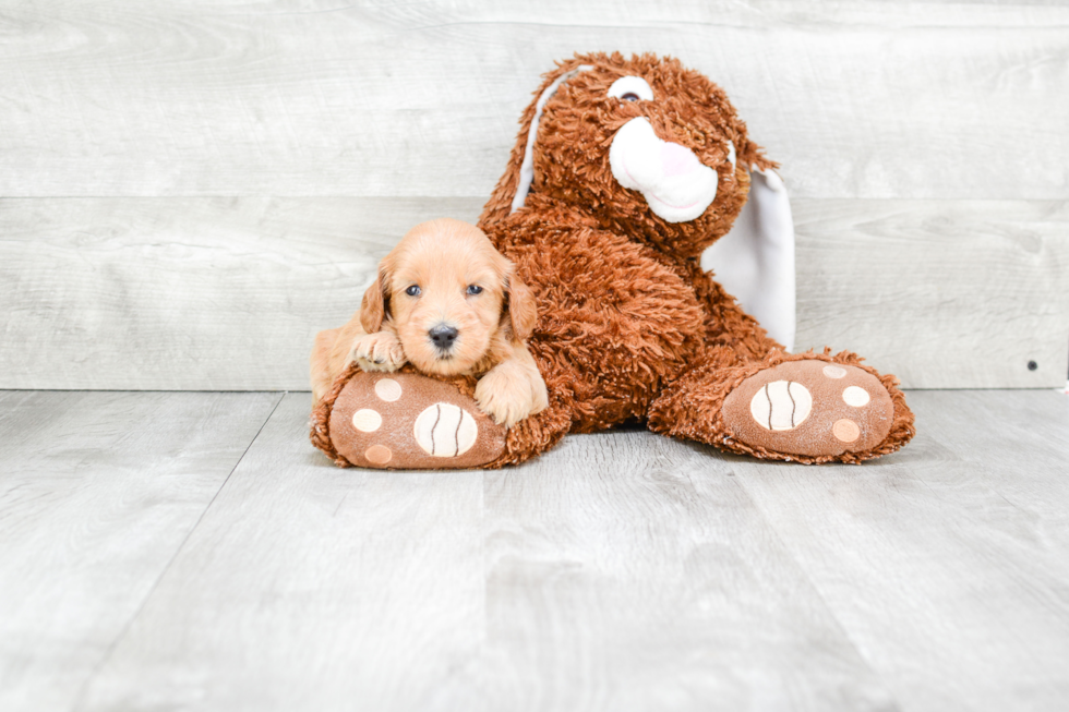 Sweet Mini Goldendoodle Baby