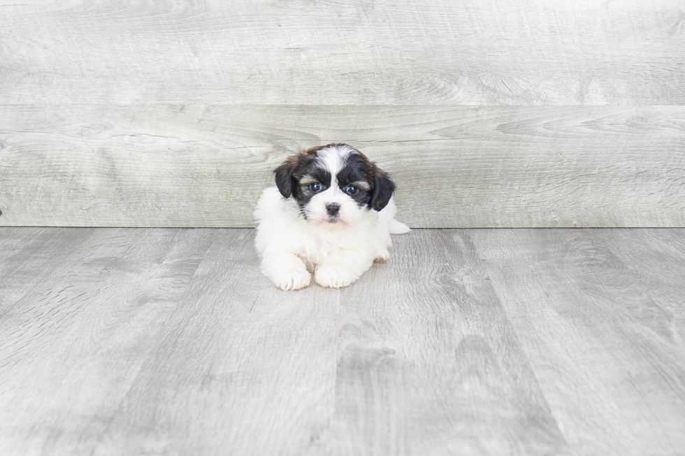Smart Teddy Bear Designer Pup