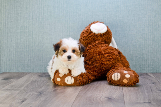 Happy Morkie Baby