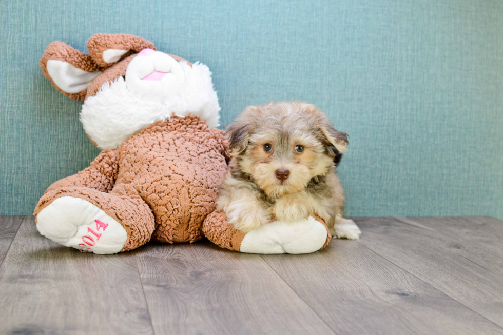 Friendly Havanese Purebred Pup