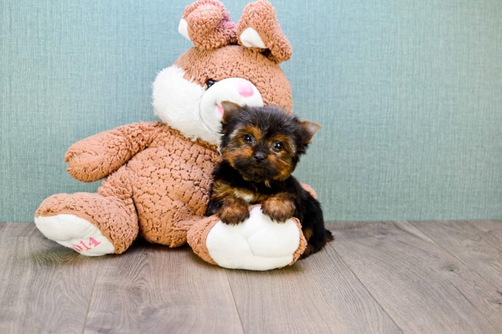 Meet Giselle - our Yorkshire Terrier Puppy Photo 