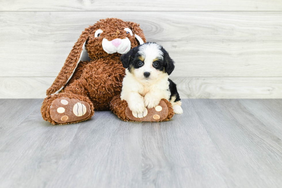 Smart Mini Aussiedoodle Poodle Mix Pup