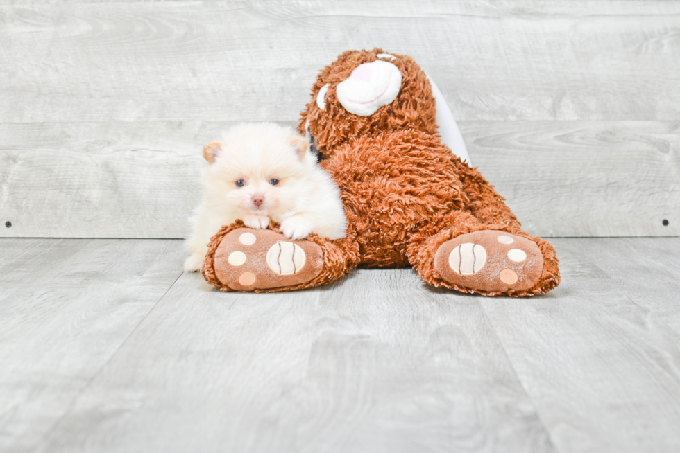 Little Pomeranian Purebred Pup