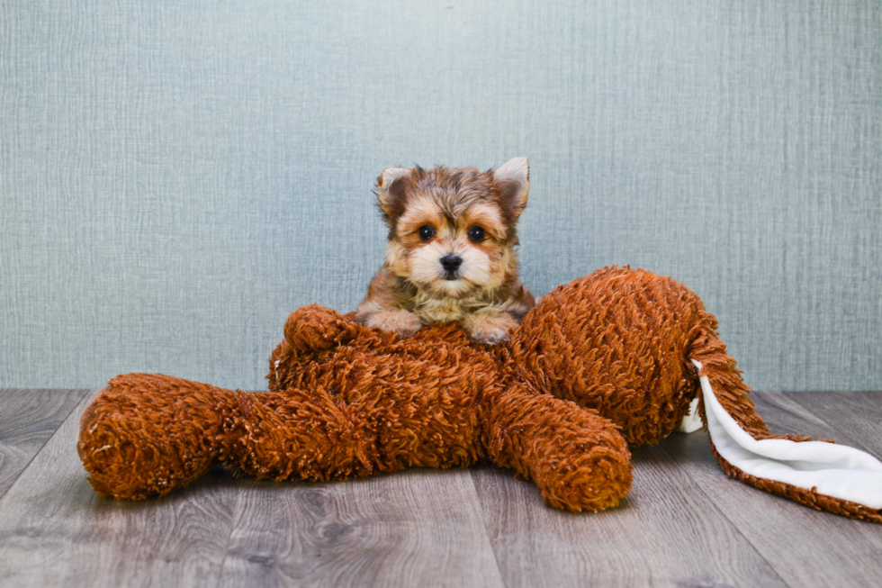 Friendly Morkie Baby