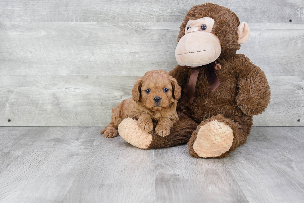 Best Cavapoo Baby