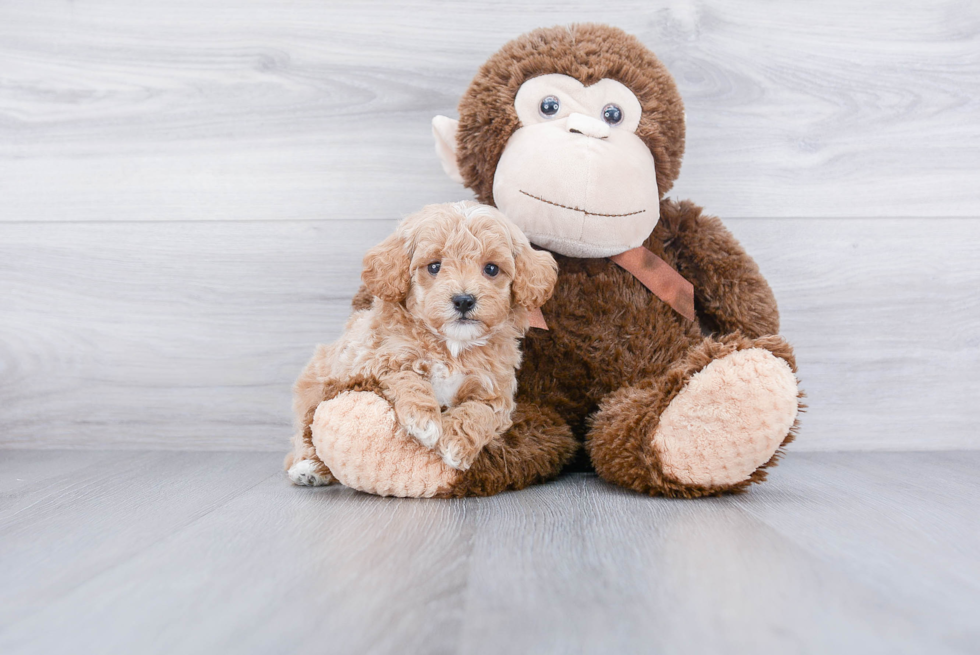 Playful Poodle Purebred Pup