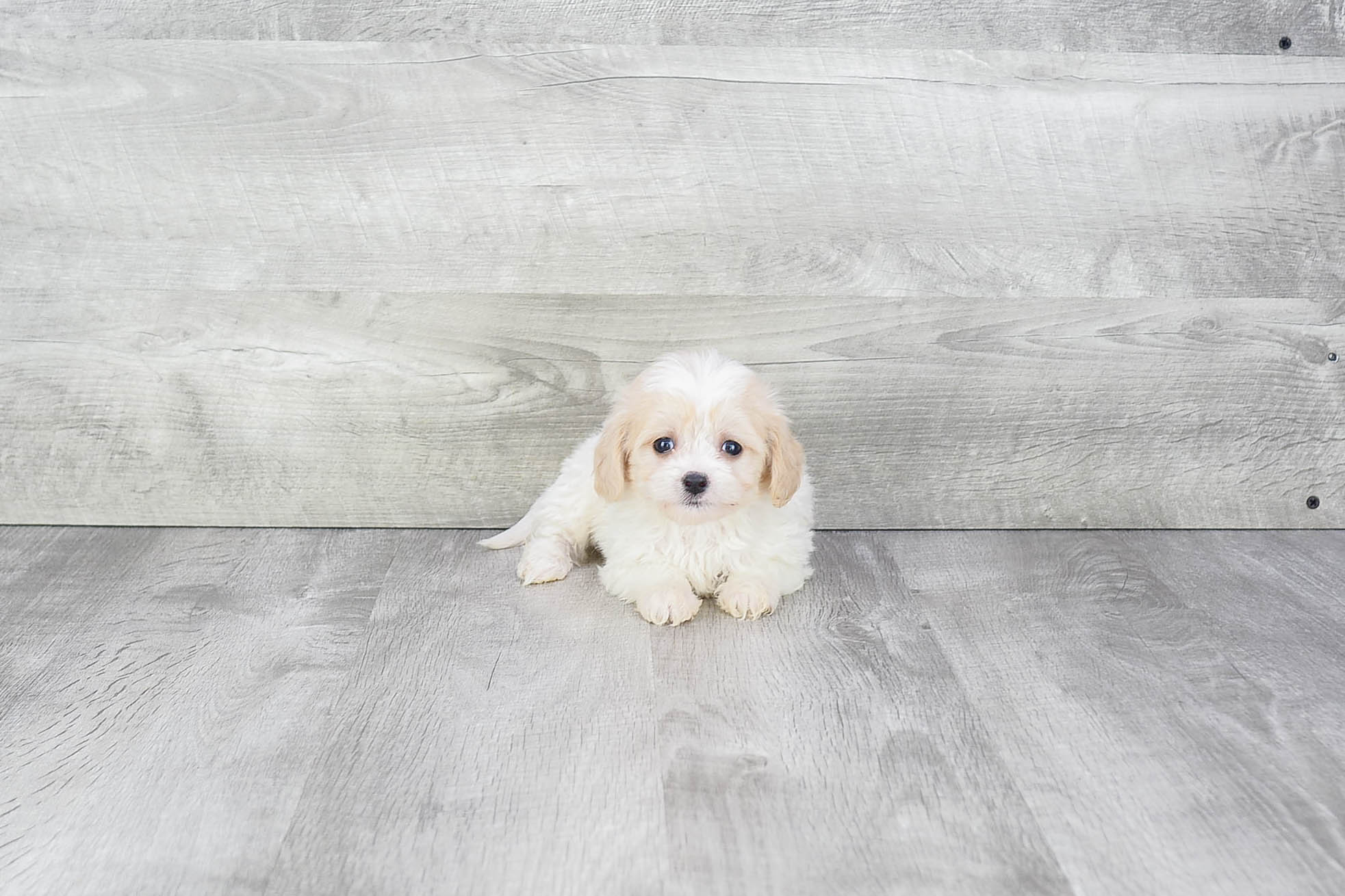 Best Cavachon Baby