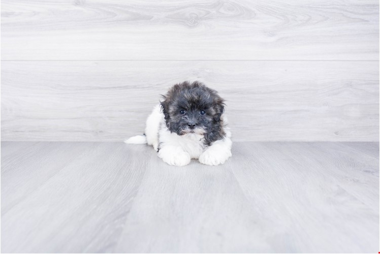 Happy Havanese Purebred Puppy