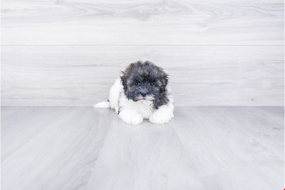 Happy Havanese Purebred Puppy