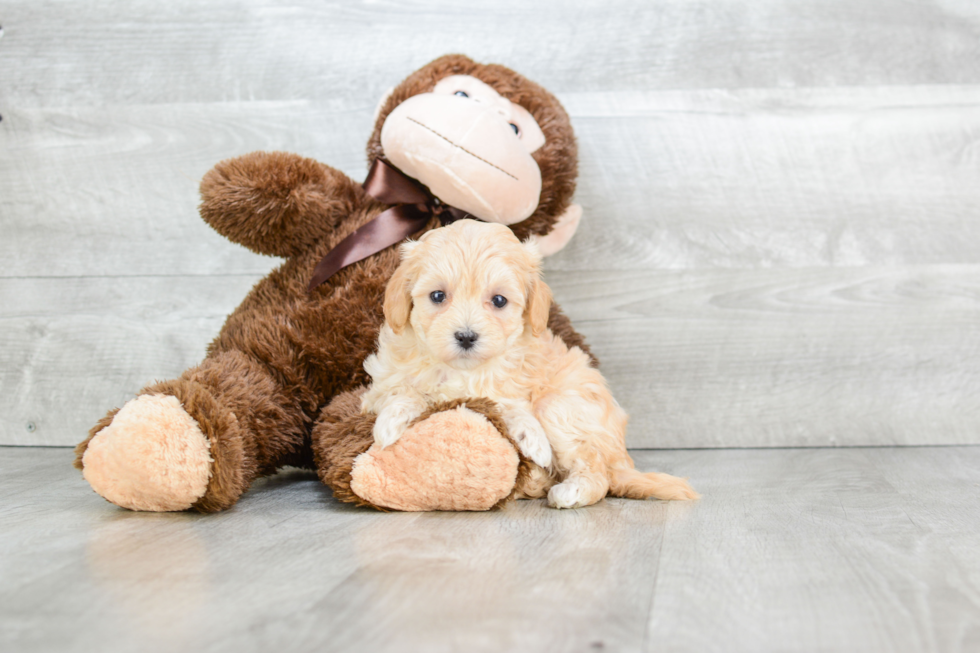 Best Maltipoo Baby