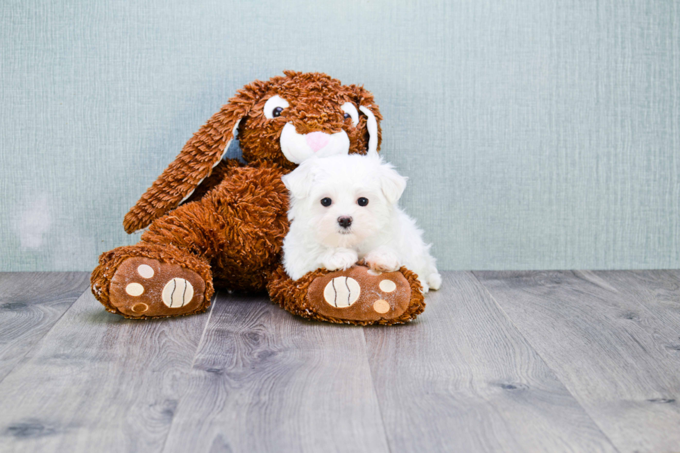 Funny Maltese Purebred Pup