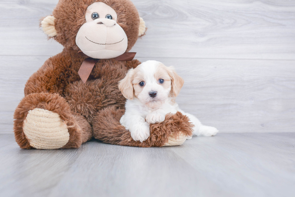 Cavachon Pup Being Cute