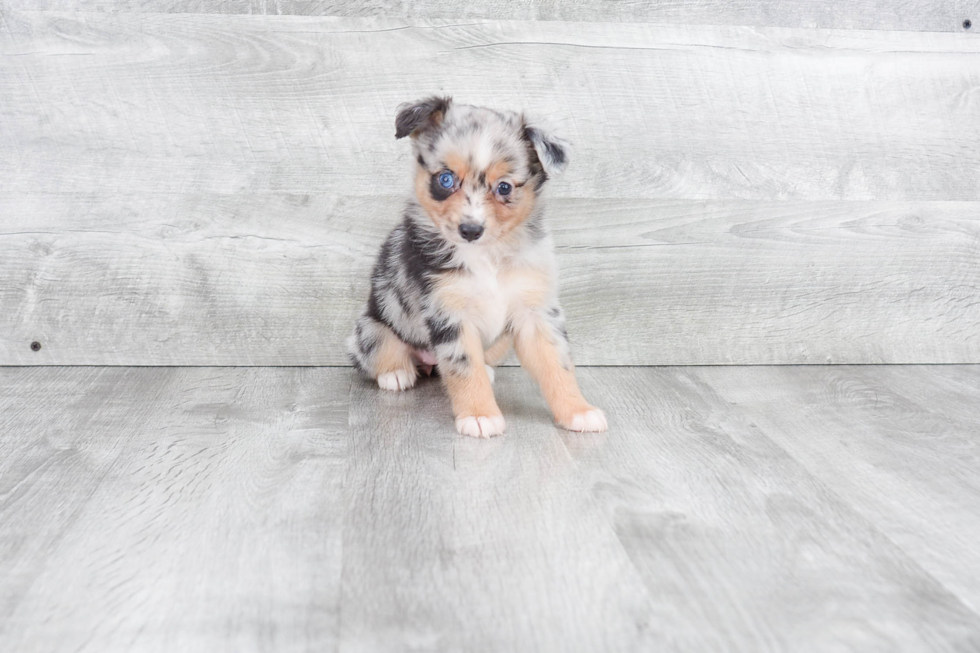 Playful Aussiepoo Poodle Mix Puppy