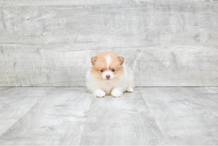 Popular Pomeranian Purebred Pup