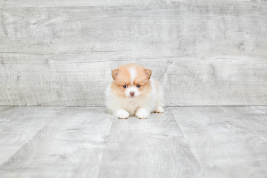 Popular Pomeranian Purebred Pup