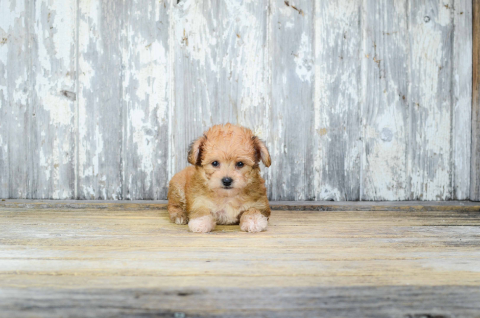 Morkie Puppy for Adoption